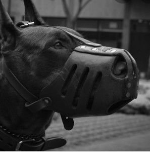 Meet your Posher, Kodiak